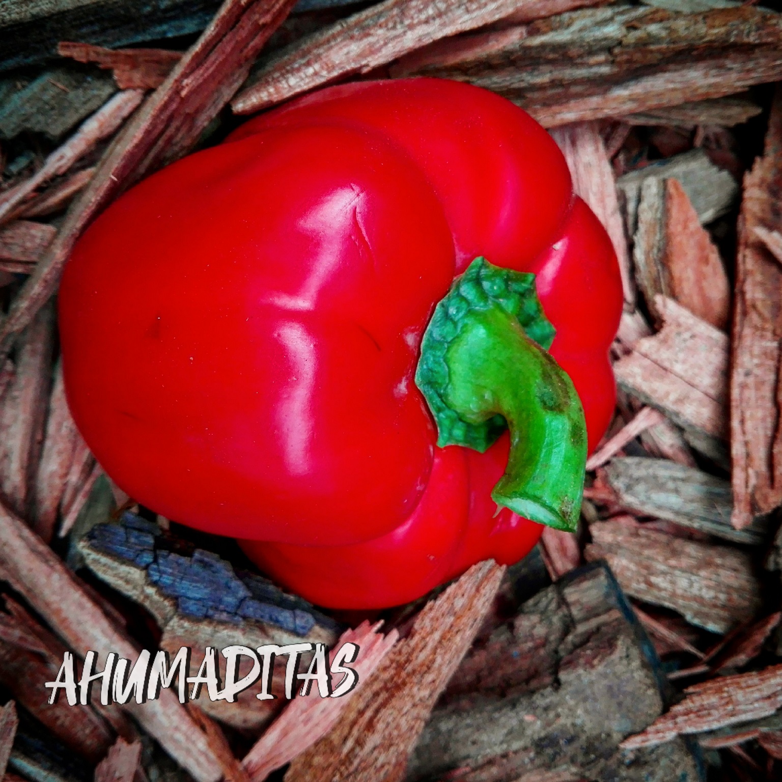 Saborea la diferencia en conservas artesanales con Ahumaditas