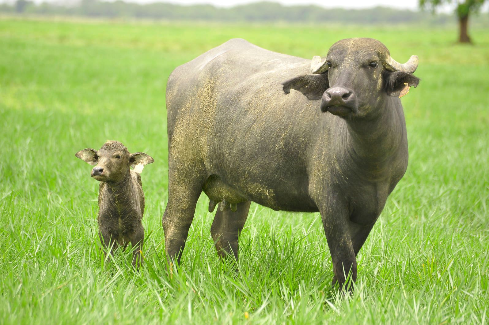 Bufalinda tiene su Tenedor de Oro