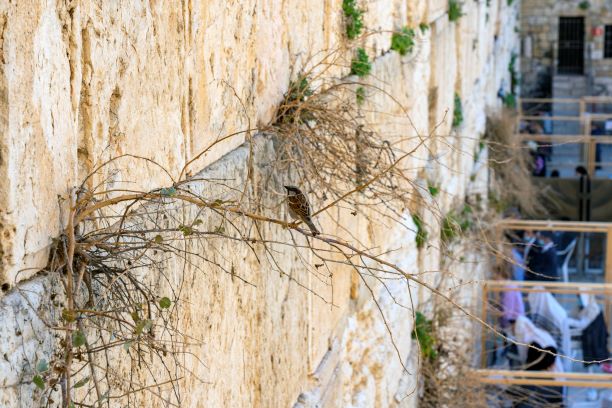El Muro de los Lamentos de Israel es inspeccionado dos veces al año por especialistas en conservación
