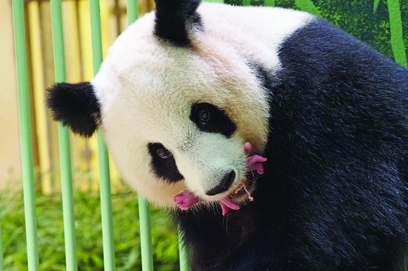 Panda prestada a Francia da a luz a gemelos