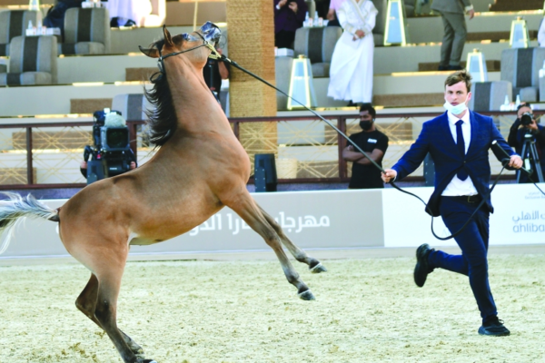 El Festival Internacional del Caballo Árabe de Katara 2022 tuvo un gran y hermoso  comienzo
