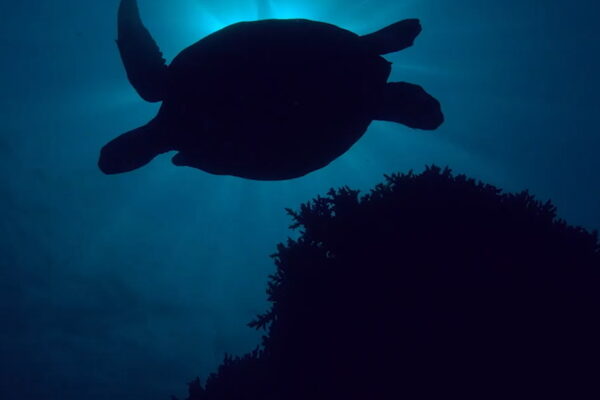 Iniciativas de Samsung en sintonía con la preservación  del medio ambiente