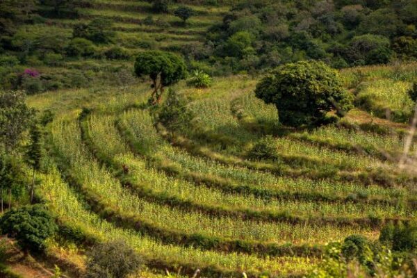 Mastercard conmemora el Día Internacional de la Tierra, expandiendo sus esfuerzos de reforestación en 4 nuevas zonas en América Latina