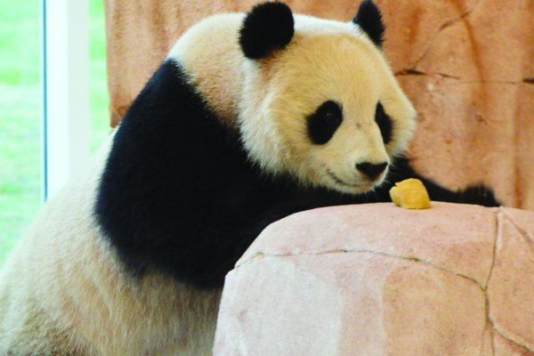 Qatar da la bienvenida a los primeros pandas de Medio Oriente en Al Khor antes de la Copa del Mundo