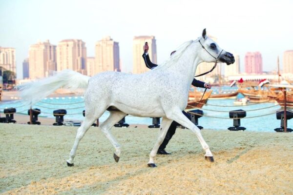 La tercera edición del Katara International Arabian Horse Festival se lanza el miércoles