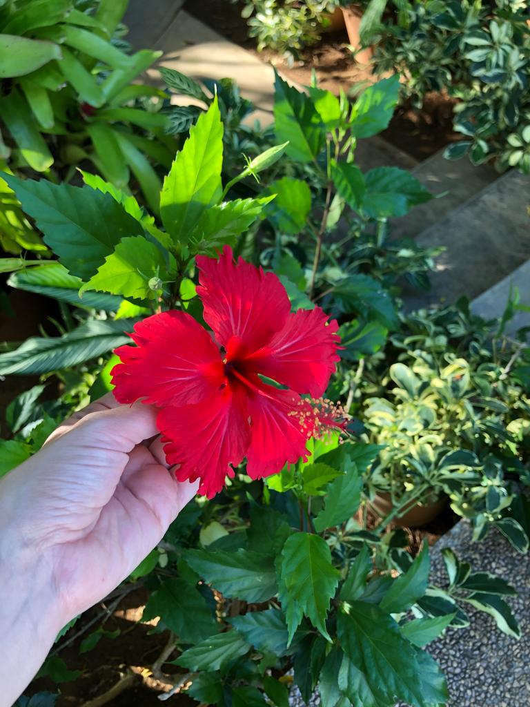 Nueva Colección: La Gocha, el interior de la casa TARBAY