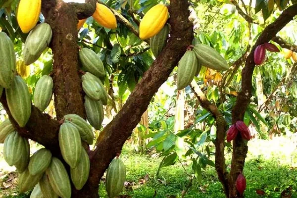 Día Nacional del Cacao: Un patrimonio de riqueza y tradición