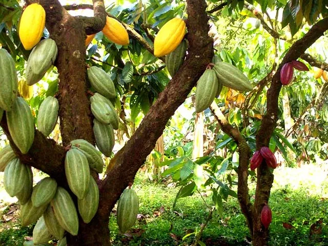Día Nacional del Cacao: Un patrimonio de riqueza y tradición