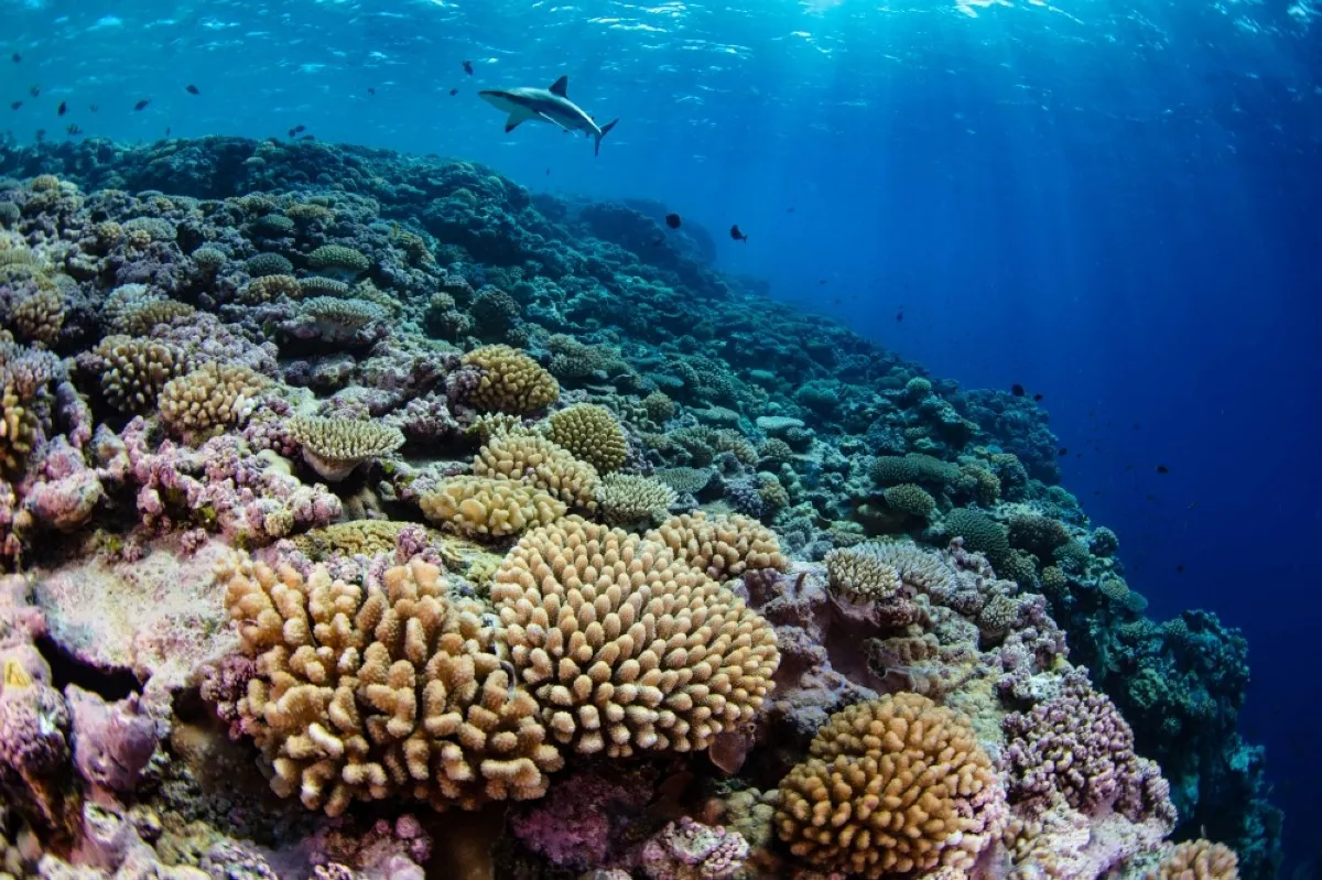 Islas Marshall protegen ‘tesoros’ con nuevo santuario marino