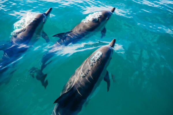 El 23 de julio se celebra a nivel mundial el Día dedicado a las Ballenas y los Delfines