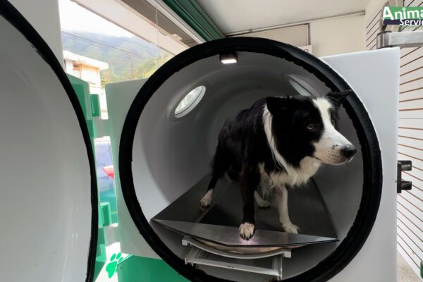 OXIGENOTERAPIA HIPERBÁRICA EN MEDICINA VETERINARIA