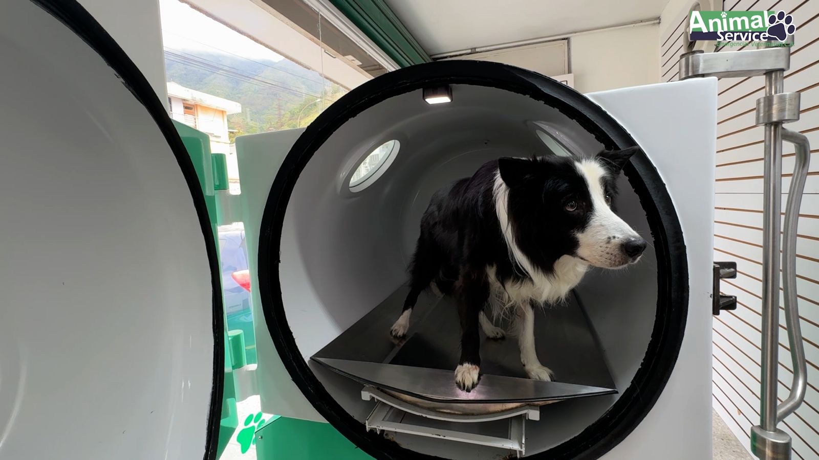 OXIGENOTERAPIA HIPERBÁRICA EN MEDICINA VETERINARIA