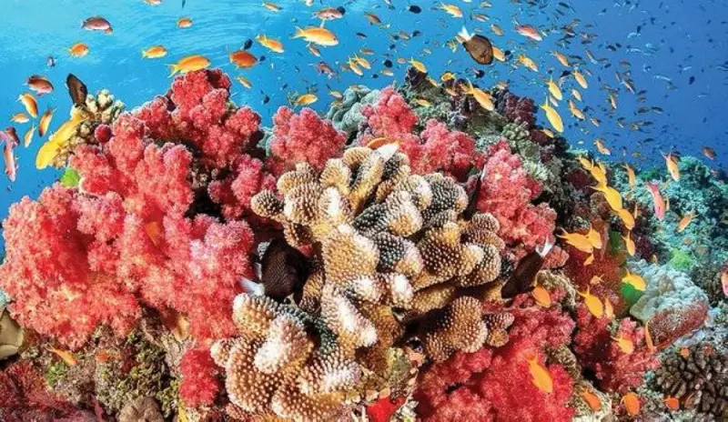Los arrecifes de coral de Qatar: ciudades vibrantes y coloridas bajo olas azules