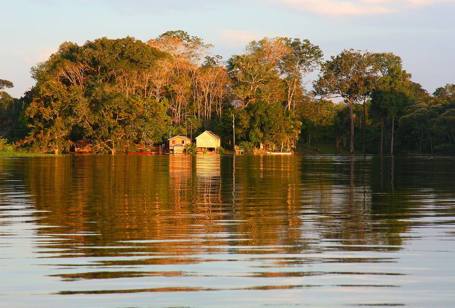 21 de marzo: Un llamado urgente a la acción por la salud de nuestros bosques