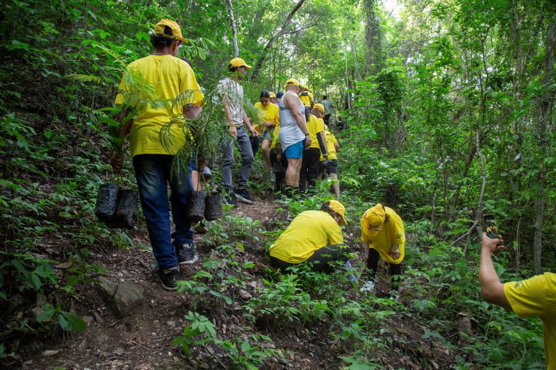 Voluntarios sembraron más de 800 plantas en Parque Municipal Cerro El Casupo