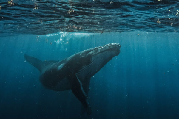 Día Mundial de las Ballenas y los Delfines: ONG piden reforzar la protección de los mamíferos marinos