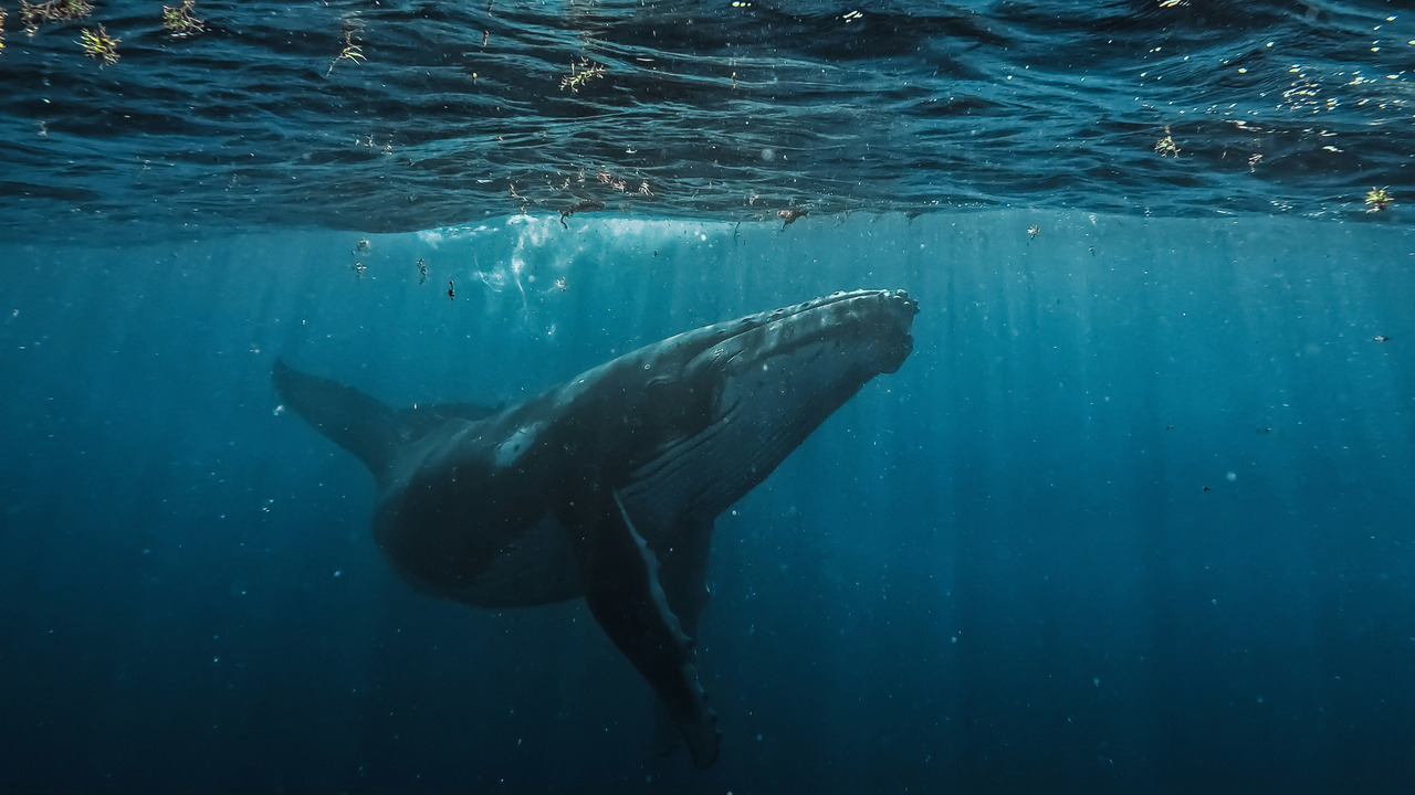 Día Mundial de las Ballenas y los Delfines: ONG piden reforzar la protección de los mamíferos marinos