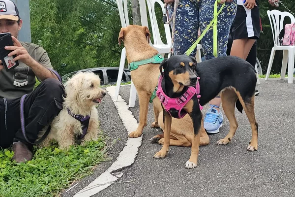 Alcaldía de El Hatillo lleva jornada veterinaria  gratuita a la zona rural