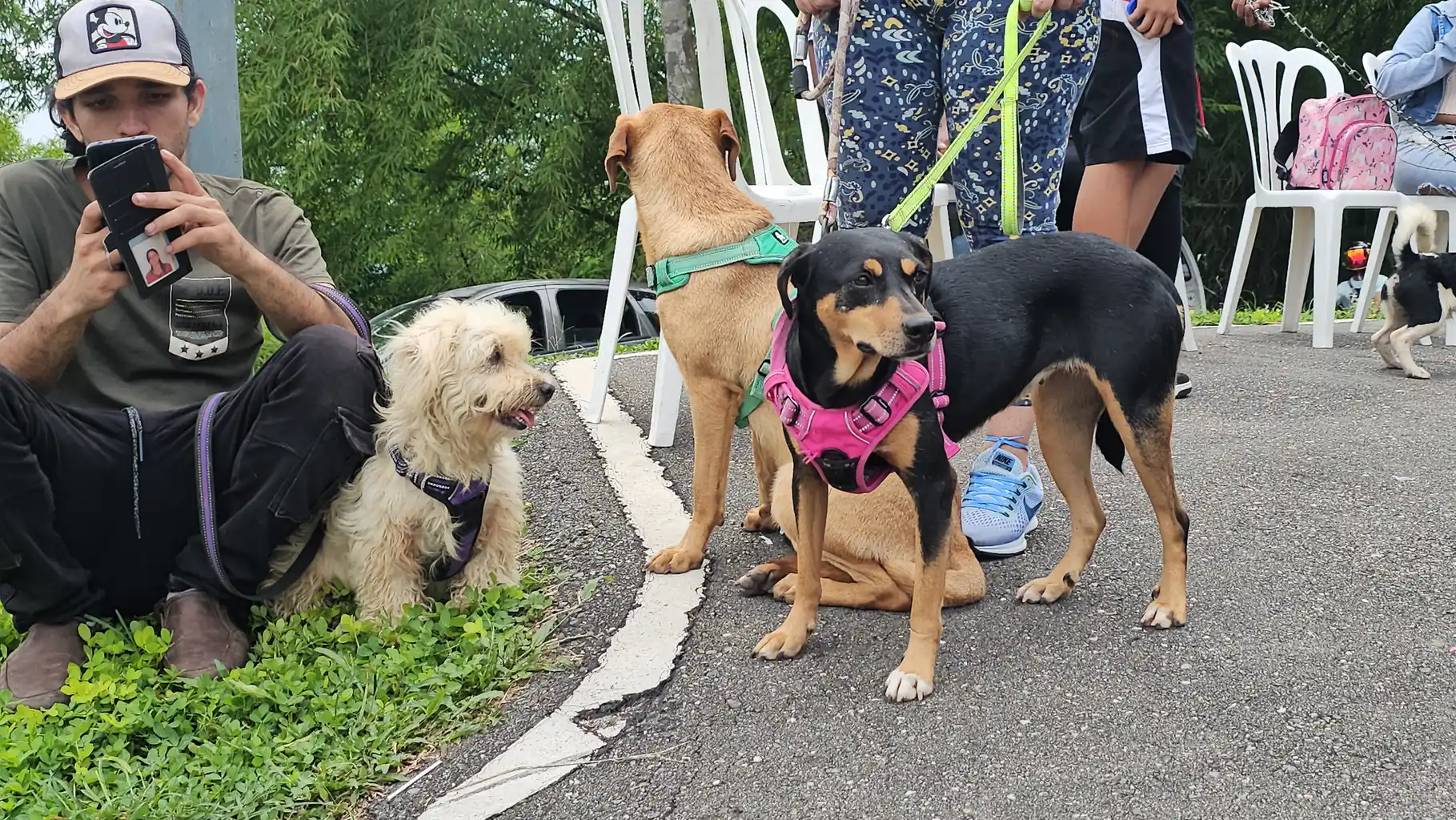 Alcaldía de El Hatillo lleva jornada veterinaria  gratuita a la zona rural